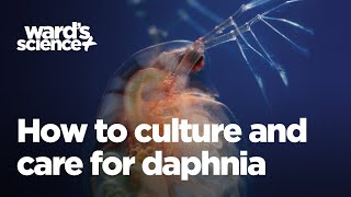 Caring and Culturing for Daphnia [upl. by Hebner]