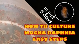 How to Culture Magna Daphnia Easily [upl. by Wilda]