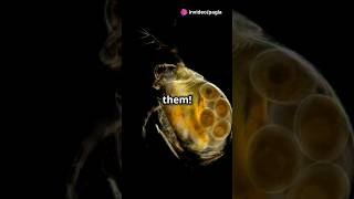 How to culture Daphnia for your Aquarium [upl. by Asiil730]