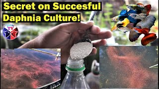 How to Culture Daphnia Successfully [upl. by Novit533]