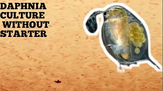 HOW TO CULTURE DAPHNIA NATURALLY WITHOUT A STARTER [upl. by Georgena]