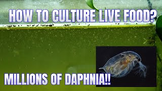 How to Culture Daphnia Secret Method to Breed MILLIONS  Simply Aquatic [upl. by Streeter219]