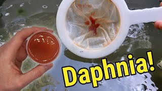 How I Culture Daphnia In Outdoor Tubs [upl. by Zerline868]