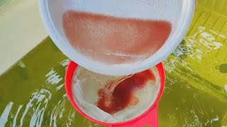 How to culture daphnia  Daphnia culture  How to grow daphnia outdoor [upl. by Babita]