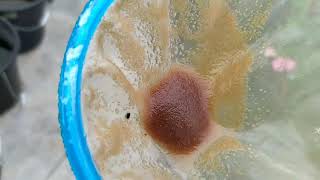 How to culture daphnia moina in a small container Part 1 English Subtitle [upl. by Perrie]