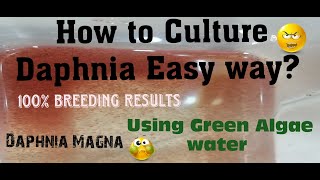 Daphnia MagnaHow to Culture Daphnia Easy wayCulturing Daphnia using Green water Daphnia [upl. by Ku]