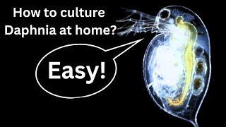 BEST Live Fish Food Beginner guide How to Culture Daphnia at home [upl. by Colfin]