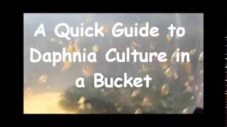 How to culture daphnia outside [upl. by Bolling]