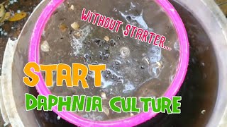 How to culture daphnia moina the easy way 1  Starting the Daphnia culture [upl. by Eirrotal]