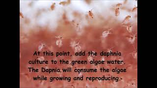 Daphnia  How to grow daphnia in your home [upl. by Ludvig]