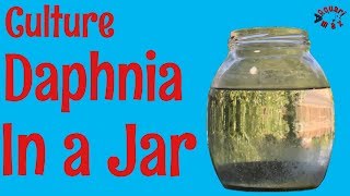 How to Culture Daphnia in a Jar [upl. by Nanaek]