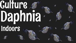 How to Culture Daphnia [upl. by Aracaj]