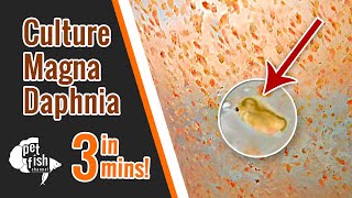 How to culture DAPHNIA MAGNA  The easy way [upl. by Hilde]