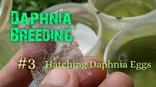 Daphnia Culture made simple and easy 3  Hatching Daphnia eggs [upl. by Cordi]