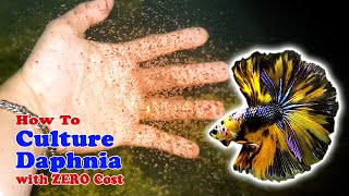 How to Culture Daphnia with ZERO Cost  Unlimited Live Food For Our Fish [upl. by Einegue98]