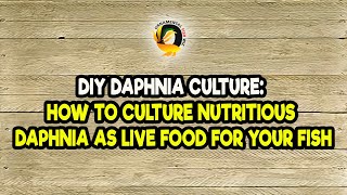 DIY Daphnia Culture How to Culture Nutritious Daphnia as Live Food for Your Fish [upl. by Onailimixam836]