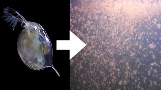 How I Culture Daphnia [upl. by Doelling]