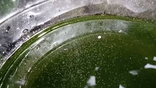 DAPHNIA MOINA CULTURE IN A SMALL BUCKET [upl. by Nayt737]