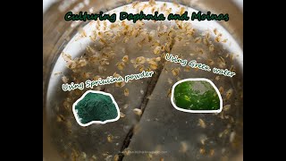 How To Culture Daphnia and Moinas using Green Water Spirulina powder [upl. by Subocaj164]