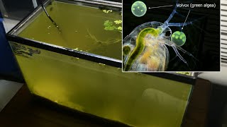 Raising Daphnia for the Freshwater Aquarium [upl. by Ikoek37]