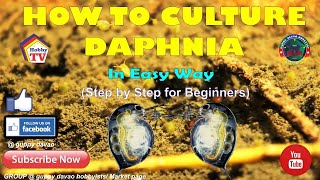 HOW TO CULTURE DAPHNIA In Easy Way [upl. by Ennirroc]